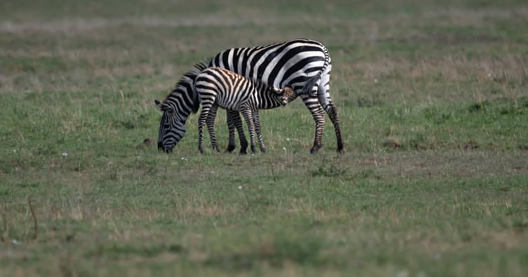 What's the best time to visit Masai Mara